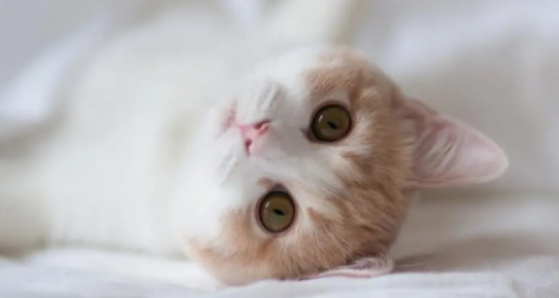 猫咪牙疼吃什么止痛药好 猫咪牙疼吃什么止痛药好