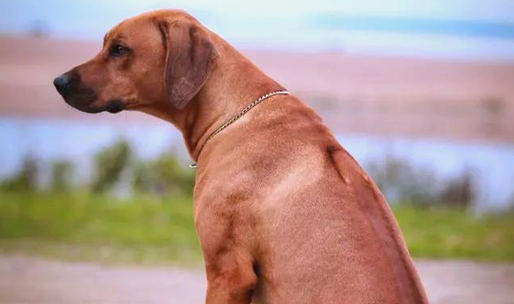 罗德西亚脊背犬:狮子的天然克星 罗德西亚脊背犬:狮子的天然克星