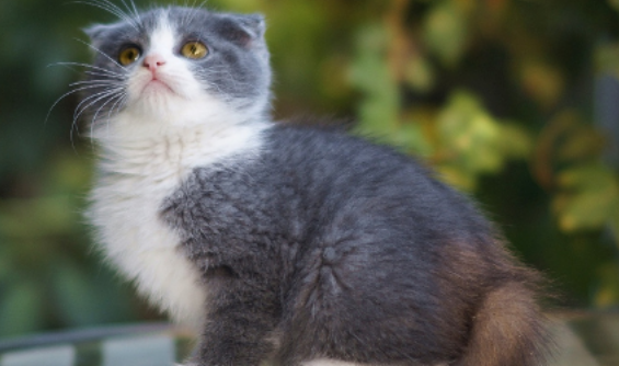 猫咪得了真菌皮肤病能根治吗 猫咪得了真菌皮肤病能根治吗