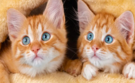 猫咪毛发干枯是什么原因？