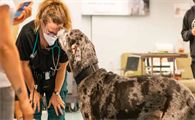 Loyal犬类延寿药物再获FDA批准
