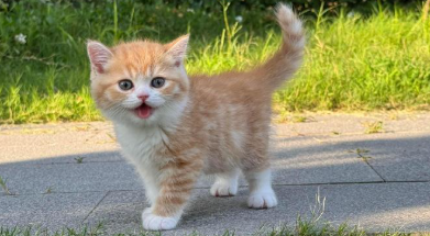 猫咪掉毛严重是病吗 猫咪掉毛严重是病吗