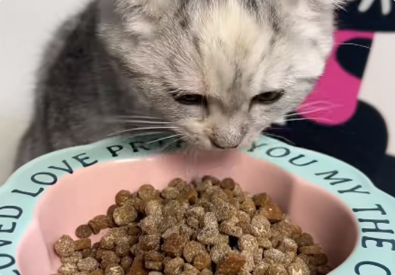 猫约宠品猫粮好吃吗