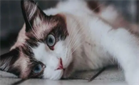 猫白血病能不能治愈