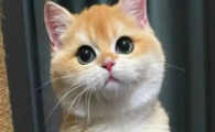 猫咪吃得多还消瘦是什么原因呢
