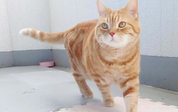 猫突然发狂原因有哪些