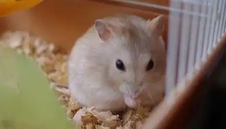 仓鼠不吃饭能活多久