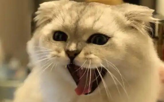 猫咪长期口臭一般是什么口腔疾病? 猫咪长期口臭一般是什么口腔疾病?
