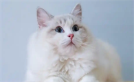 猫咪湿疹瘙痒该怎么缓解