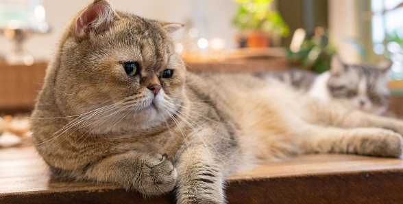 猫咪突然抽搐尿一地怎么回事