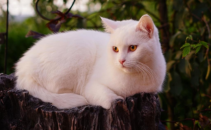 猫口炎流口水带血怎么办 猫口炎流口水带血怎么办