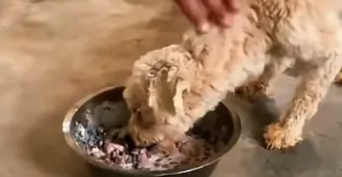 钢丝封嘴胶带裹身,别让流浪动物承受无端的恶 钢丝封嘴胶带裹身,别让流浪动物承受无端的恶