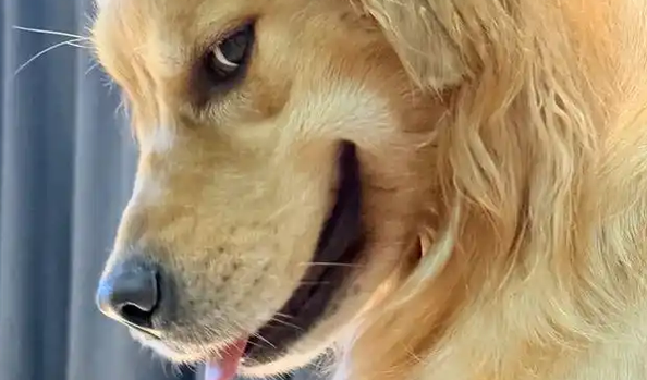金毛看到主人因过敏脸肿了,它转头咧嘴偷笑 金毛看到主人因过敏脸肿了,它转头咧嘴偷笑