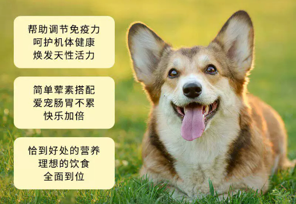 幼犬挑食不长肉？小狗狗粮哪个牌子好吃？育宠源唤醒食欲