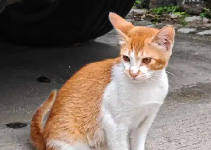 猫咪牙龈红肿痛用什么中成药好