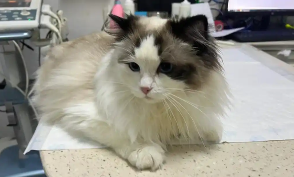 猫咪拉稀带血但精神很好正常吗 猫咪拉稀带血但精神很好正常吗