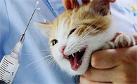 猫咪患上绦虫病要怎么驱虫根治