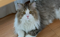 猫咪牙结石会引发什么疾病呢