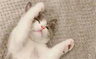猫咪干眼症该用什么滴眼液