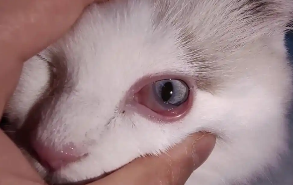 猫咪结膜炎的症状有哪些