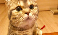 怎样区分猫咪轻微张嘴呼吸，是散热还是气道狭窄前兆？
