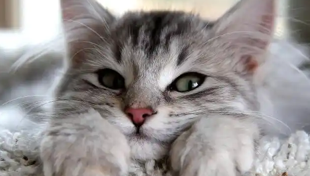 小猫为什么喜欢咬人