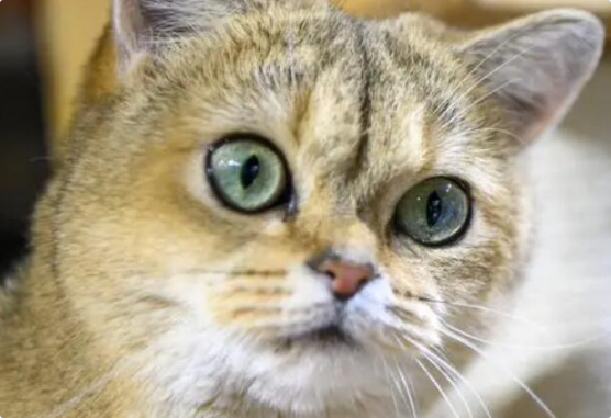猫咪瞳孔有白点或混浊? 猫咪瞳孔有白点或混浊?