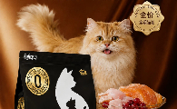 猫粮哪个品牌好？引宠日记——为玻璃胃敏感猫打造的长肉福音