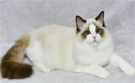 猫咪便秘怎么调理最有效