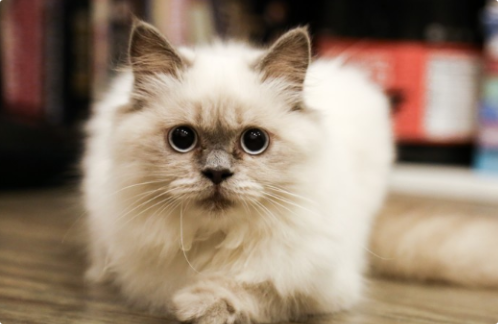 猫咪大便失禁是何原因？