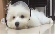 狗狗脂溢性皮炎怎么改善肤质