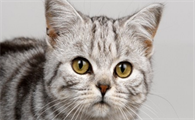 猫咪眼睛畏光睁不开怎么办