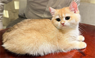 猫杯状病毒怎么治疗好得快