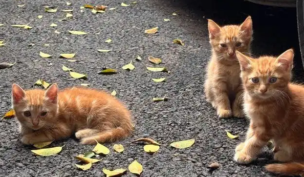 好心喂猫惹官司！流浪猫绊倒人导致骨折，法院判赔24万