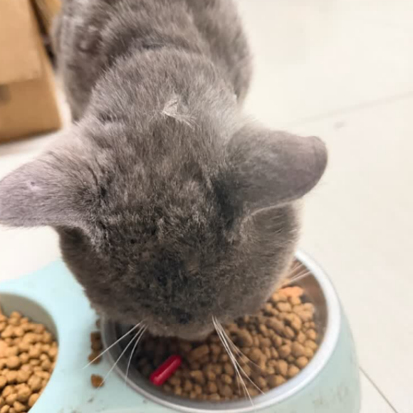 宠物营养关节素哪个好?嗨多宝HIDOBOO改善猫咪关节亚健康 宠物营养关节素哪个好?嗨多宝HIDOBOO改善猫咪关节亚健康