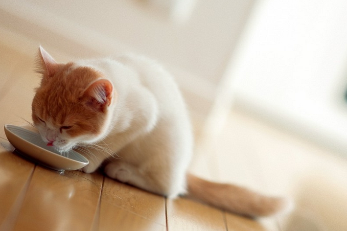 猫咪蛋蛋外皮掉了怎么办