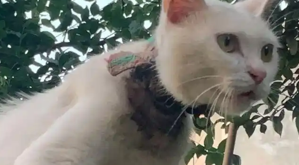 楼下流浪猫不见了,以为遭遇不测,结果成了别人的掌上明珠 楼下流浪猫不见了,以为遭遇不测,结果成了别人的掌上明珠