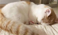 猫传腹确诊需要做什么检查