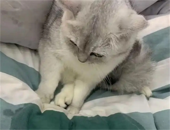 猫咪食欲下降不吃不喝频繁呕吐怎么办