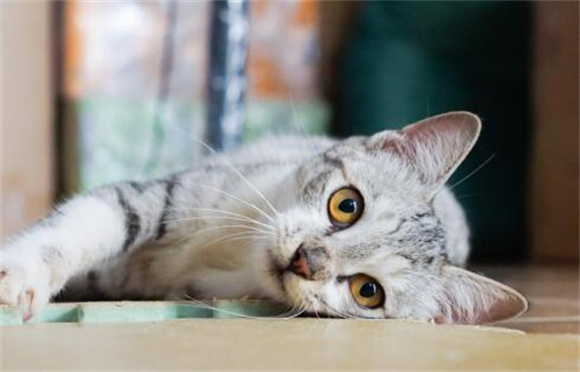 猫咪便秘三天是什么原因 猫咪便秘三天是什么原因