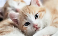 猫巴氏杆菌病的治疗方法有哪些