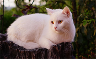 猫口炎流口水带血怎么办