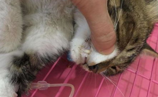 猫咪频繁吐毛球算是生病吗? 猫咪频繁吐毛球算是生病吗?
