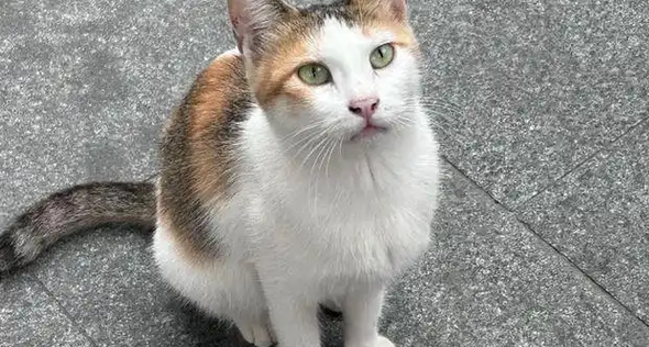 老爷爷来公园帮流浪猫梳毛,它们乖乖排队等候 老爷爷来公园帮流浪猫梳毛,它们乖乖排队等候