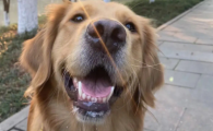 狗狗突然咬自己尾巴是病吗？