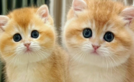 猫咪身上摸着有小疙瘩是怎么回事