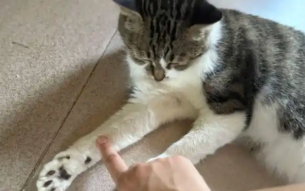猫咪8年前被抛弃，8年后鼓起勇气去找它，结果让我原地破防