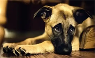 狗狗患上犬瘟热初期有哪些征兆