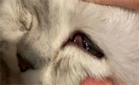 猫咪眼睛感染会不会反复复发
