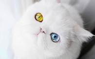 猫咪眼睛被第三眼睑遮盖？